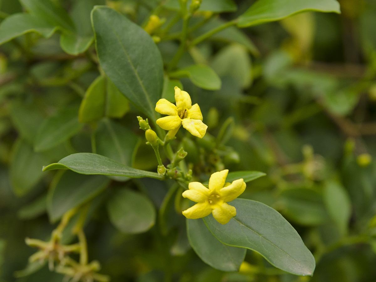 Jasminum odoratissimum